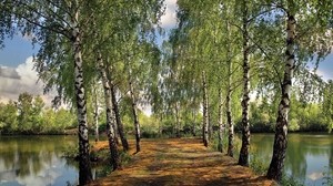 summer, pond, park, birches, landscape