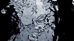 lily, water, leaves, black and white