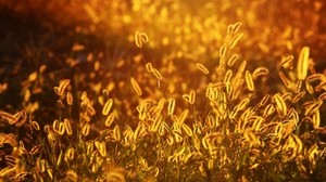 foxtail, grass, glow - wallpapers, picture