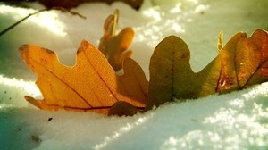 leaf, oak, autumn, snow, winter - wallpapers, picture