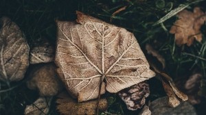 leaf, frost, frost - wallpapers, picture