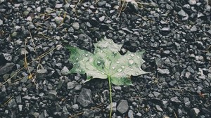 leaf, drops, stones