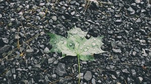 hoja, gotas, piedras