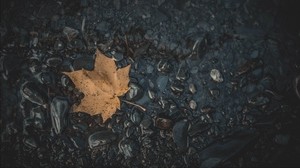 leaf, maple, stones, autumn, water, fallen - wallpapers, picture