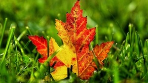 leaf, maple, fallen