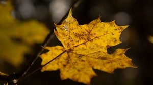 leaf, maple, autumn - wallpapers, picture