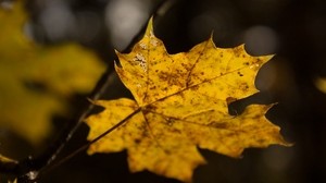 Blatt, Ahorn, Herbst