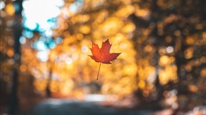 leaf, maple, autumn, levitation, blur - wallpapers, picture