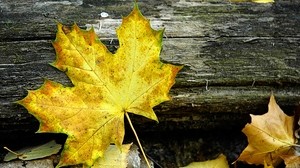 leaf, maple, autumn, log, yellow, gray - wallpapers, picture