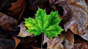 leaf, maple, autumn, fallen