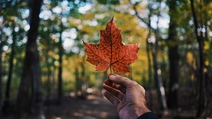 leaf, maple, hand, autumn - wallpapers, picture