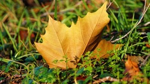 leaf, maple, grass - wallpapers, picture