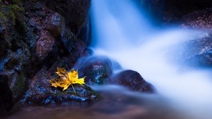 hoja, arce, agua, otoño, piedras