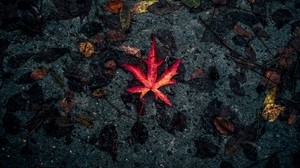 leaf, fallen, autumn, dry - wallpapers, picture