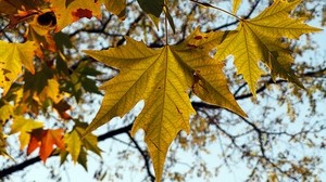 叶子，秋天，枫树，自然