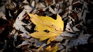 hoja, otoño, arce, brillante, amarillo