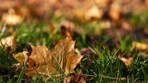 leaf, autumn, grass, maple - wallpapers, picture