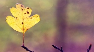 leaf, autumn, branch, cobweb, bright, yellow