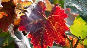 leaf, autumn, grapes, branches - wallpapers, picture