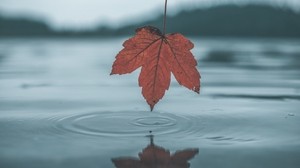 foglia, autunno, acqua, riflesso, cerchi
