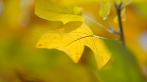 葉、秋、黄色、背景
