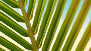 leaf, palm, branch, closeup
