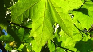 leaf, veins, green