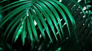 leaf, plant, green, dark, shadows - wallpapers, picture
