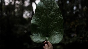 leaf, hand, plant