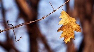 leaf, branch, dry - wallpapers, picture
