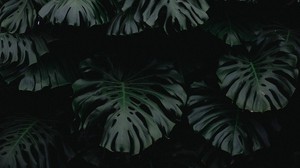 叶子，绿色，黑暗，植物