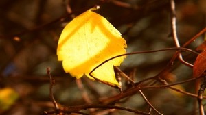 leaf, yellow, twigs, branches, captivity, autumn