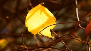 hoja, amarillo, ramitas, ramas, cautiverio, otoño