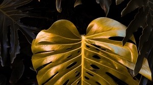 leaf, golden, paint, plant - wallpapers, picture