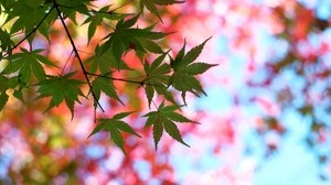 leaves, maple, glare, branch, tree, summer