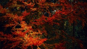 树叶，树木，秋天，树枝，阴影，秋天的颜色
