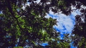 leaves, tree, branches, sky - wallpapers, picture