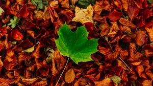 leaves, maple, autumn, fallen, contrast