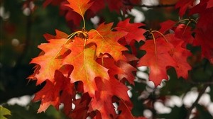 leaves, autumn, red, october - wallpapers, picture