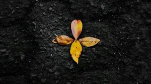 hojas, otoño, caído, amarillo