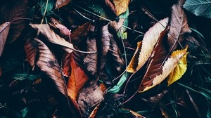 leaves, autumn, fallen, wet, grass - wallpapers, picture