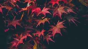 leaves, autumn, blur, branches, autumn colors - wallpapers, picture