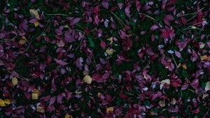 leaves, autumn, grass, fallen, colors of autumn - wallpapers, picture