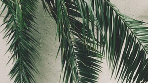 leaves, palm, branches, wall - wallpapers, picture