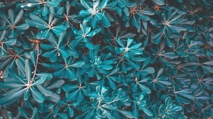 leaves, plant, blue