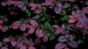 leaves, plant, drops, dew, moisture - wallpapers, picture
