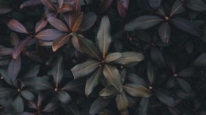 leaves, plant, bush, green, gray, dark - wallpapers, picture