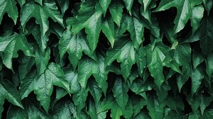 leaves, plant, bushes, green - wallpapers, picture