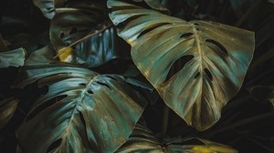 leaves, plant, forest, vegetation - wallpapers, picture