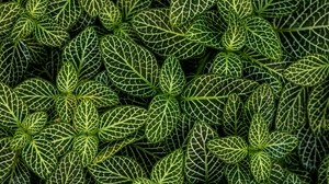 leaves, plant, striped, shape, green, white